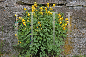 Picture of Corydalis lutea 