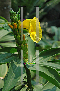 Picture of Dimerocostus tessmannii 