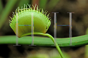 Picture of Dionaea muscipula 