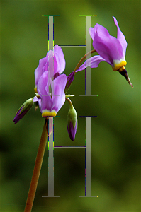 Picture of Dodecatheon pulchellum 