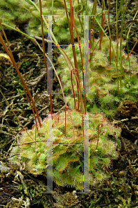 Picture of Drosera  