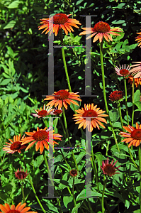 Picture of Echinacea  'Evan Saul (Sundown)'