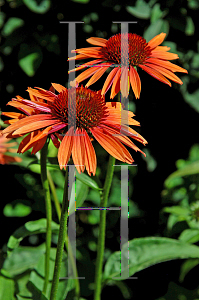 Picture of Echinacea  'Evan Saul (Sundown)'