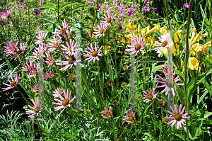 Picture of Echinacea tennesseensis 