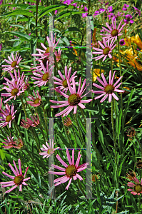 Picture of Echinacea tennesseensis 