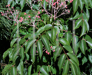 Picture of Euscaphis japonica 