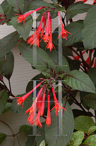 Picture of Fuchsia triphylla 'Gartenmeister Bonstedt'