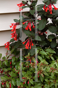 Picture of Fuchsia triphylla 'Gartenmeister Bonstedt'