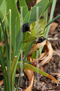 Picture of Hermodactylus tuberosus 