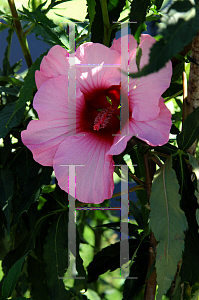 Picture of Hibiscus moscheutos 