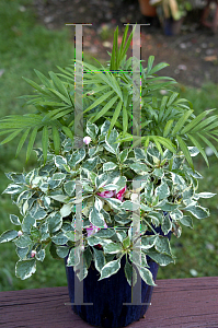 Picture of Impatiens walleriana 