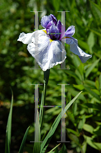 Picture of Iris ensata 