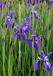 Picture of Iris sibirica 