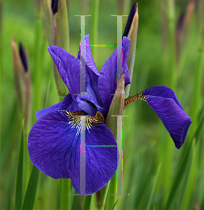 Picture of Iris sibirica 