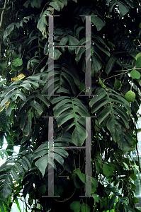 Picture of Monstera deliciosa 