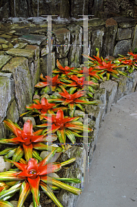 Picture of Neoregelia x 'Variegated Tangerine'