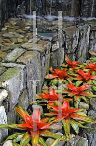 Picture of Neoregelia x 'Variegated Tangerine'