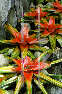 Picture of Neoregelia x 'Variegated Tangerine'