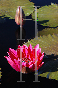 Picture of Nymphaea  'Antares'