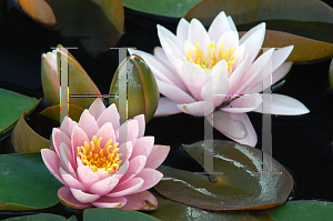 Picture of Nymphaea  'Odorata Luciana'