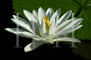 Picture of Nymphaea  'Trudy Slocum'