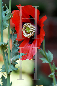 Picture of Papaver somniferum 