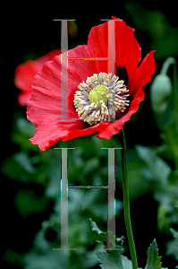 Picture of Papaver somniferum 