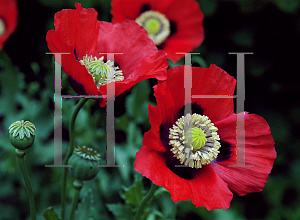 Picture of Papaver somniferum 