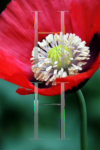 Picture of Papaver somniferum 