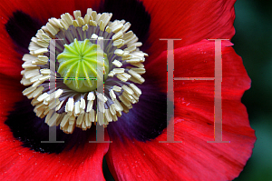 Picture of Papaver somniferum 