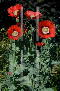 Picture of Papaver somniferum 