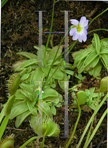 Picture of Pinguicula  