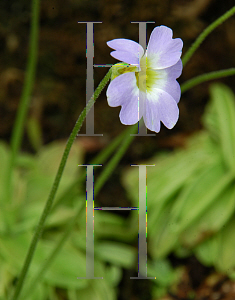 Picture of Pinguicula  