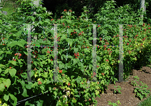 Picture of Rubus occidentalis 'Jewel'