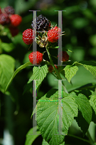 Picture of Rubus occidentalis 'Jewel'