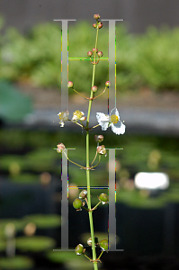 Picture of Sagittaria lancifolia 