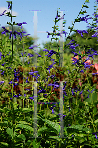 Picture of Salvia guaranitica 'Kobalt'