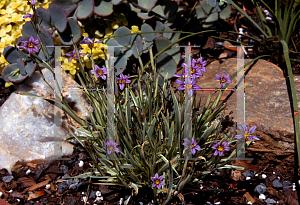 Picture of Sisyrinchium angustifolium 'Variegatum'