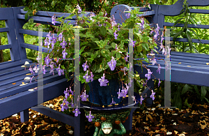 Picture of Streptocarpus saxorum 