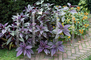 Picture of Strobilanthes dyerianus 