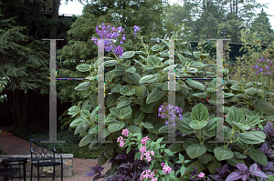 Picture of Tibouchina grandifolia 