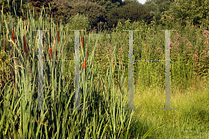 Picture of Typha latifolia 