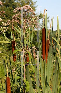 Picture of Typha latifolia 