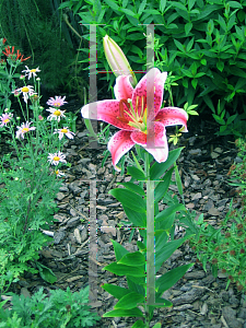 Picture of Lilium  'Stargazer'