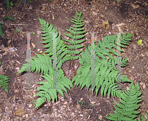 Picture of Dryopteris marginalis 