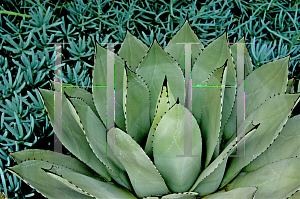 Picture of Agave parryi 