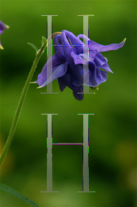 Picture of Aquilegia x hybrida 