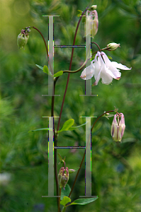 Picture of Aquilegia x hybrida 