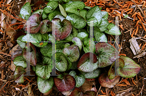 Picture of Asarum minor 'Dixie Darling'