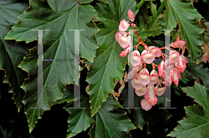 Picture of Begonia  'Irene Nuss'